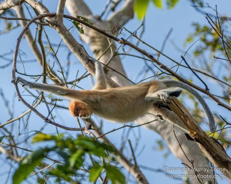 Birds, Egrets, Hornbill, Infrared, Kinabatangan River, Kingfisher, Landscape, Nature, Photography, Proboscis Monkey, Sabah, Travel, Wilderness, Wildlife