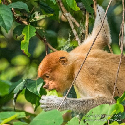 Birds, Egrets, Hornbill, Infrared, Kinabatangan River, Kingfisher, Landscape, Nature, Photography, Proboscis Monkey, Sabah, Travel, Wilderness, Wildlife