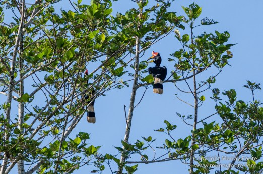 Birds, Egrets, Hornbill, Infrared, Kinabatangan River, Kingfisher, Landscape, Nature, Photography, Proboscis Monkey, Sabah, Travel, Wilderness, Wildlife