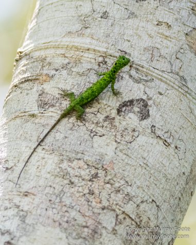 Birds, Clouded Leopard, Crested Serpent Eagle, Drongo, Gibbon, Hornbill, Landscape, Monitor Lizard, Nature, Photography, Sabah, Tabin, Travel, Wilderness, Wildlife