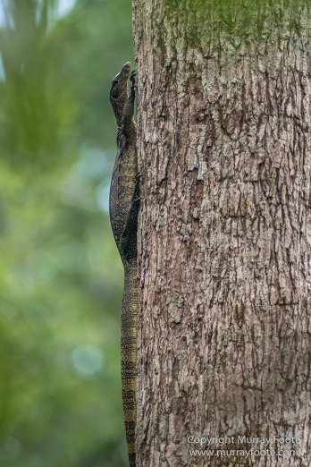 Birds, Clouded Leopard, Crested Serpent Eagle, Drongo, Gibbon, Hornbill, Landscape, Monitor Lizard, Nature, Photography, Sabah, Tabin, Travel, Wilderness, Wildlife