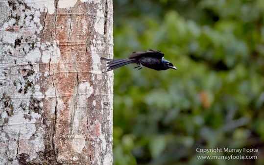 Birds, Clouded Leopard, Crested Serpent Eagle, Drongo, Gibbon, Hornbill, Landscape, Monitor Lizard, Nature, Photography, Sabah, Tabin, Travel, Wilderness, Wildlife