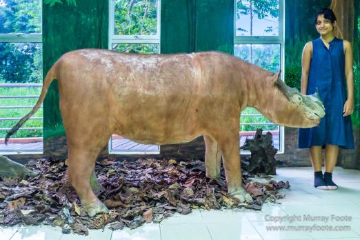 Buffy Fish Owl, Gibbon, Hornbill, Infrared, Landscape, Leopard cat, Nature, Parrot, Photography, Rhinoceros, Sabah, Tabin, Travel, Wilderness, Wildlife
