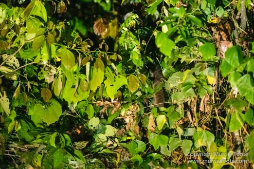 Birds, Clouded Leopard, Crested Serpent Eagle, Drongo, Gibbon, Hornbill, Landscape, Monitor Lizard, Nature, Photography, Sabah, Tabin, Travel, Wilderness, Wildlife