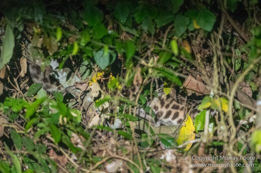 Birds, Clouded Leopard, Crested Serpent Eagle, Drongo, Gibbon, Hornbill, Landscape, Monitor Lizard, Nature, Photography, Sabah, Tabin, Travel, Wilderness, Wildlife