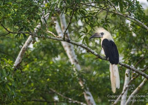 Buffy Fish Owl, Gibbon, Hornbill, Infrared, Landscape, Leopard cat, Nature, Parrot, Photography, Rhinoceros, Sabah, Tabin, Travel, Wilderness, Wildlife