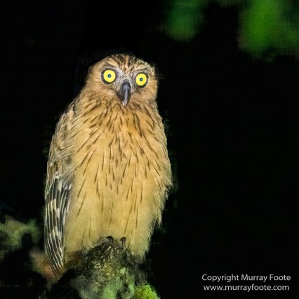 Buffy Fish Owl, Gibbon, Hornbill, Infrared, Landscape, Leopard cat, Nature, Parrot, Photography, Rhinoceros, Sabah, Tabin, Travel, Wilderness, Wildlife