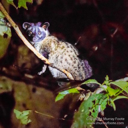 Asian Palm Civet, Birds, Butterfly, Insects, Kingfisher, Landscape, Monitor Lizard, Nature, Photography, Pig Tailed Macaques, Sabah, Slow Loris, Travel, Wilderness, Wildlife