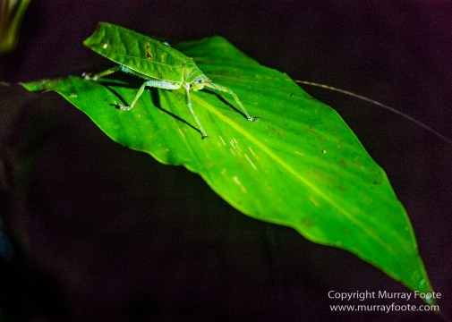 Asian Palm Civet, Birds, Butterfly, Insects, Kingfisher, Landscape, Monitor Lizard, Nature, Photography, Pig Tailed Macaques, Sabah, Slow Loris, Travel, Wilderness, Wildlife