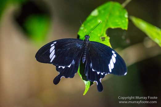 Asian Palm Civet, Birds, Butterfly, Insects, Kingfisher, Landscape, Monitor Lizard, Nature, Photography, Pig Tailed Macaques, Sabah, Slow Loris, Travel, Wilderness, Wildlife
