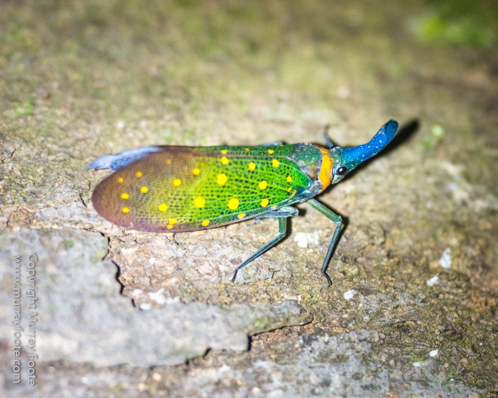 Asian Palm Civet, Birds, Butterfly, Insects, Kingfisher, Landscape, Monitor Lizard, Nature, Photography, Pig Tailed Macaques, Sabah, Slow Loris, Travel, Wilderness, Wildlife