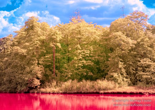 Birds, Egrets, Hornbill, Infrared, Kinabatangan River, Kingfisher, Landscape, Nature, Photography, Proboscis Monkey, Sabah, Travel, Wilderness, Wildlife