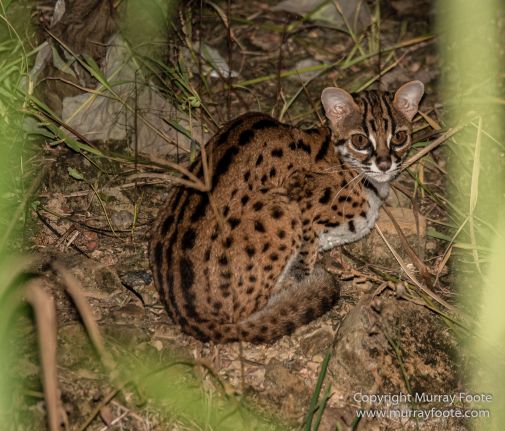 Buffy Fish Owl, Gibbon, Hornbill, Infrared, Landscape, Leopard cat, Nature, Parrot, Photography, Rhinoceros, Sabah, Tabin, Travel, Wilderness, Wildlife