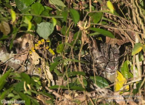 Birds, Clouded Leopard, Crested Serpent Eagle, Drongo, Gibbon, Hornbill, Landscape, Monitor Lizard, Nature, Photography, Sabah, Tabin, Travel, Wilderness, Wildlife