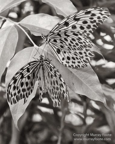 Black and White, Butterfly, Hornbill, Infrared, Landscape, Monochrome, Nature, Orang Utan, Photography, Pig Tailed Macaques, Proboscis Monkey, Sabah, Street photography, Tarsier, Wilderness, Wildlife