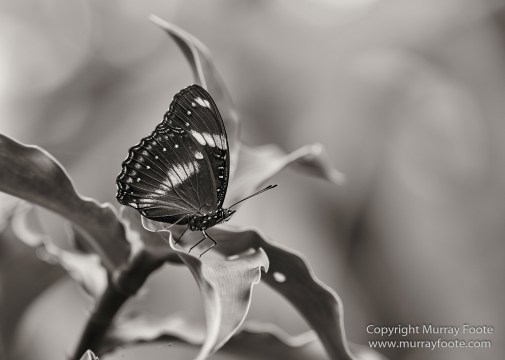 Black and White, Butterfly, Hornbill, Infrared, Landscape, Monochrome, Nature, Orang Utan, Photography, Pig Tailed Macaques, Proboscis Monkey, Sabah, Street photography, Tarsier, Wilderness, Wildlife