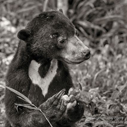 Black and White, Butterfly, Hornbill, Infrared, Landscape, Monochrome, Nature, Orang Utan, Photography, Pig Tailed Macaques, Proboscis Monkey, Sabah, Street photography, Tarsier, Wilderness, Wildlife