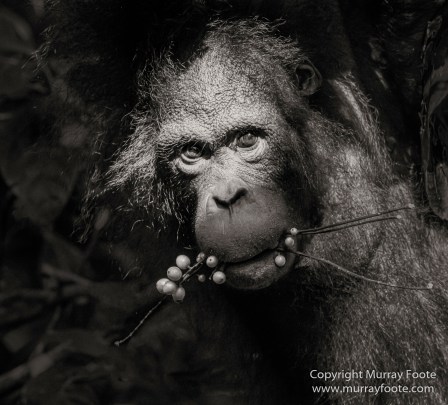 Black and White, Butterfly, Hornbill, Infrared, Landscape, Monochrome, Nature, Orang Utan, Photography, Pig Tailed Macaques, Proboscis Monkey, Sabah, Street photography, Tarsier, Wilderness, Wildlife