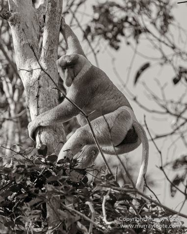 Black and White, Butterfly, Hornbill, Infrared, Landscape, Monochrome, Nature, Orang Utan, Photography, Pig Tailed Macaques, Proboscis Monkey, Sabah, Street photography, Tarsier, Wilderness, Wildlife