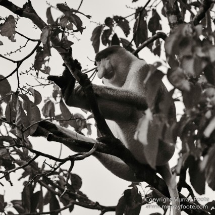 Black and White, Butterfly, Hornbill, Infrared, Landscape, Monochrome, Nature, Orang Utan, Photography, Pig Tailed Macaques, Proboscis Monkey, Sabah, Street photography, Tarsier, Wilderness, Wildlife