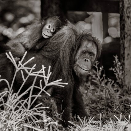 Black and White, Butterfly, Hornbill, Infrared, Landscape, Monochrome, Nature, Orang Utan, Photography, Pig Tailed Macaques, Proboscis Monkey, Sabah, Street photography, Tarsier, Wilderness, Wildlife