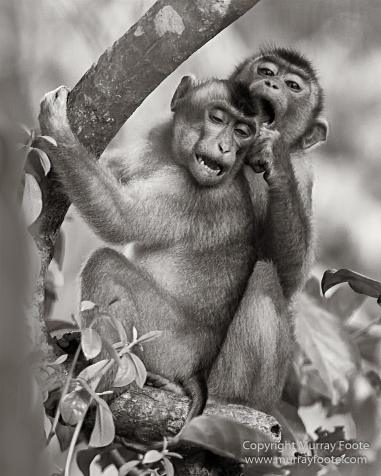 Black and White, Butterfly, Hornbill, Infrared, Landscape, Monochrome, Nature, Orang Utan, Photography, Pig Tailed Macaques, Proboscis Monkey, Sabah, Street photography, Tarsier, Wilderness, Wildlife