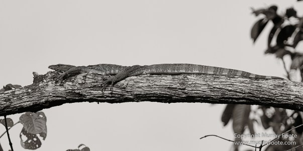 Black and White, Butterfly, Hornbill, Infrared, Landscape, Monochrome, Nature, Orang Utan, Photography, Pig Tailed Macaques, Proboscis Monkey, Sabah, Street photography, Tarsier, Wilderness, Wildlife