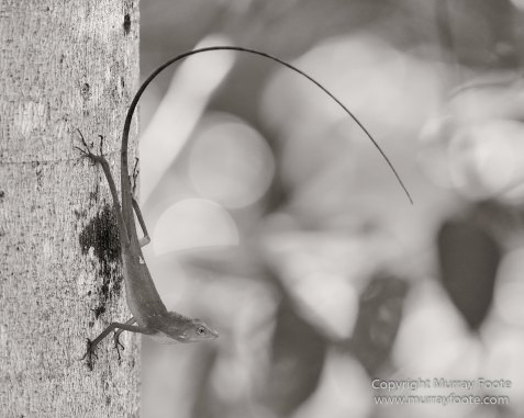 Black and White, Butterfly, Hornbill, Infrared, Landscape, Monochrome, Nature, Orang Utan, Photography, Pig Tailed Macaques, Proboscis Monkey, Sabah, Street photography, Tarsier, Wilderness, Wildlife