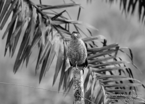 Black and White, Butterfly, Hornbill, Infrared, Landscape, Monochrome, Nature, Orang Utan, Photography, Pig Tailed Macaques, Proboscis Monkey, Sabah, Street photography, Tarsier, Wilderness, Wildlife