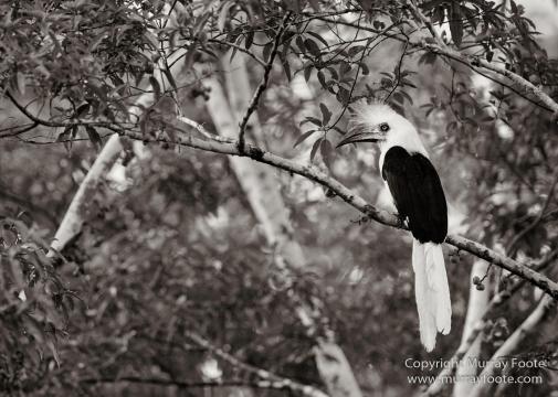 Black and White, Butterfly, Hornbill, Infrared, Landscape, Monochrome, Nature, Orang Utan, Photography, Pig Tailed Macaques, Proboscis Monkey, Sabah, Street photography, Tarsier, Wilderness, Wildlife