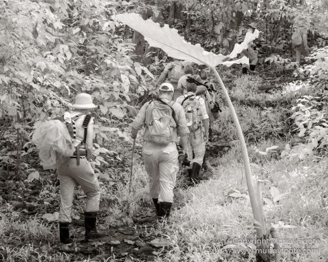 Black and White, Butterfly, Hornbill, Infrared, Landscape, Monochrome, Nature, Orang Utan, Photography, Pig Tailed Macaques, Proboscis Monkey, Sabah, Street photography, Tarsier, Wilderness, Wildlife