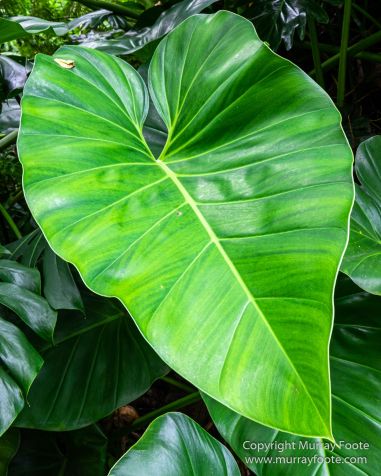 Cuba, Havana, Havana Botanic Gardens, Photography, Street photography, Train, Travel
