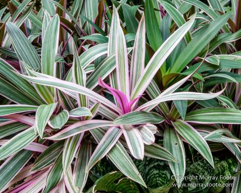 Cuba, Havana, Havana Botanic Gardens, Photography, Street photography, Train, Travel