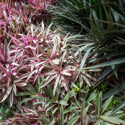 Cuba, Havana, Havana Botanic Gardens, Photography, Street photography, Train, Travel