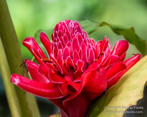 Cuba, Havana, Havana Botanic Gardens, Photography, Street photography, Train, Travel