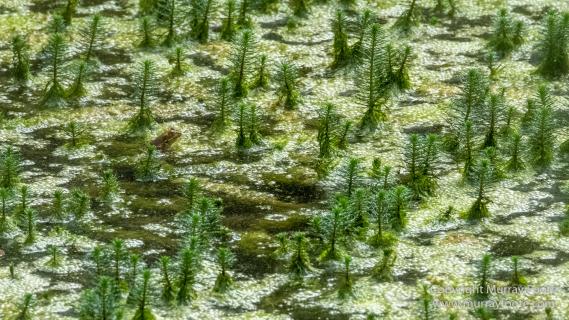 Cuba, Havana, Havana Botanic Gardens, Photography, Street photography, Train, Travel