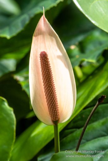 Cuba, Havana, Havana Botanic Gardens, Photography, Street photography, Train, Travel