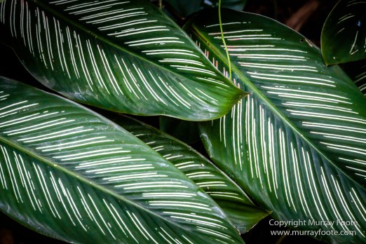 Cuba, Havana, Havana Botanic Gardens, Photography, Street photography, Train, Travel