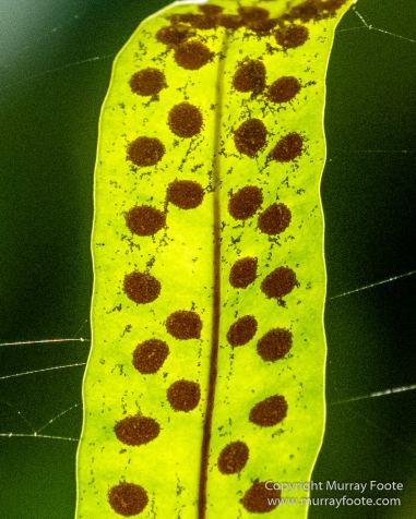 Cuba, Havana, Havana Botanic Gardens, Photography, Street photography, Train, Travel