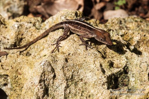 Cuba, Havana, Havana Botanic Gardens, Photography, Street photography, Train, Travel