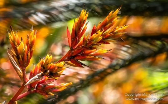Cuba, Havana, Havana Botanic Gardens, Photography, Street photography, Train, Travel