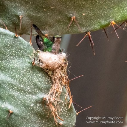 Cuba, Havana, Havana Botanic Gardens, Photography, Street photography, Train, Travel