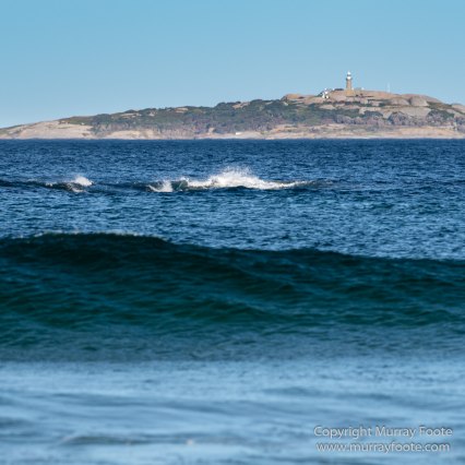 Australia, Crested Terns, Humpback whale, Landscape, Lighthouses, Montague Island, Nature, Photography, Sea Eagle, Seal, seascape, Travel, Wilderness, Wildlife