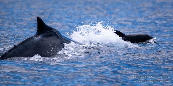 Australia, Crested Terns, Humpback whale, Landscape, Lighthouses, Montague Island, Nature, Photography, Sea Eagle, Seal, seascape, Travel, Wilderness, Wildlife