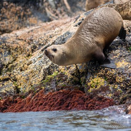 Australia, Crested Terns, Humpback whale, Landscape, Lighthouses, Montague Island, Nature, Photography, Sea Eagle, Seal, seascape, Travel, Wilderness, Wildlife