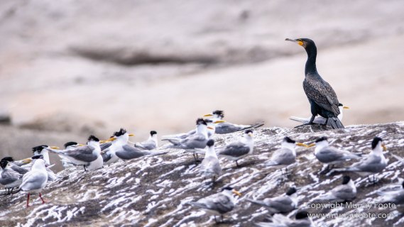 Australia, Crested Terns, Humpback whale, Landscape, Lighthouses, Montague Island, Nature, Photography, Sea Eagle, Seal, seascape, Travel, Wilderness, Wildlife