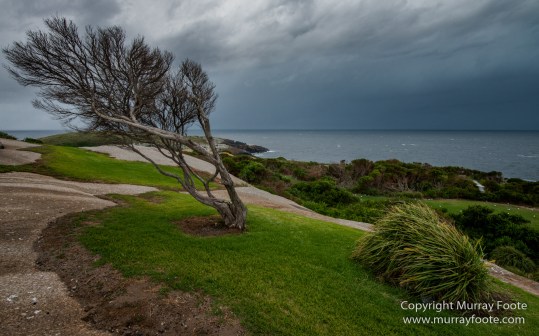 Australia, Crested Terns, Humpback whale, Landscape, Lighthouses, Montague Island, Nature, Photography, Sea Eagle, Seal, seascape, Travel, Wilderness, Wildlife