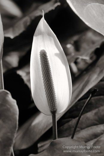 Architecture, Art, Black and White, Cars, Cuba, Havana, Landscape, Live Music, Monochrome, Nature, Photography, Street photography