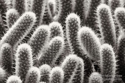 Architecture, Art, Black and White, Cars, Cuba, Havana, Landscape, Live Music, Monochrome, Nature, Photography, Street photography
