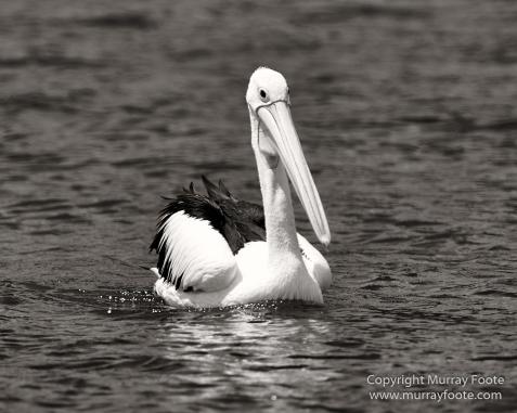 Australia, Crested Terns, Landscape, Lighthouses, Macro, Montague Island, Nature, Photography, seascape, Travel, Whales, Wilderness, Wildlife